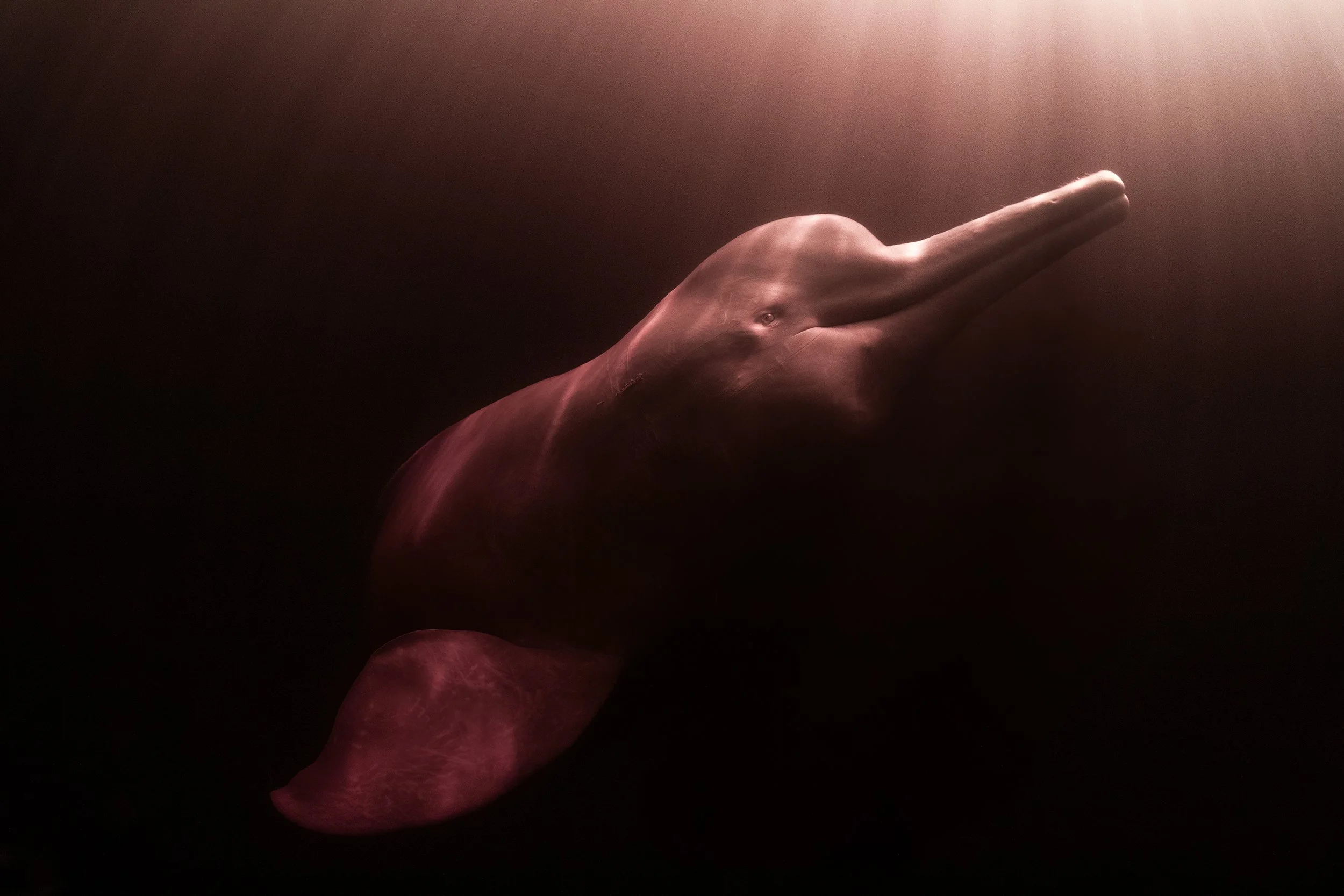 Swim with Pink River Dolphins – Amazon Boto Expedition Brazil